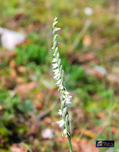 spiranthes spiralis (L.).JPG